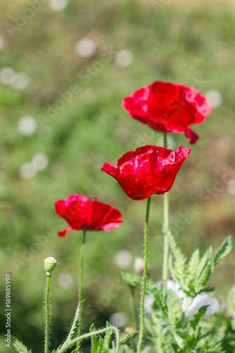 Beautiful colorful winter Flowers  