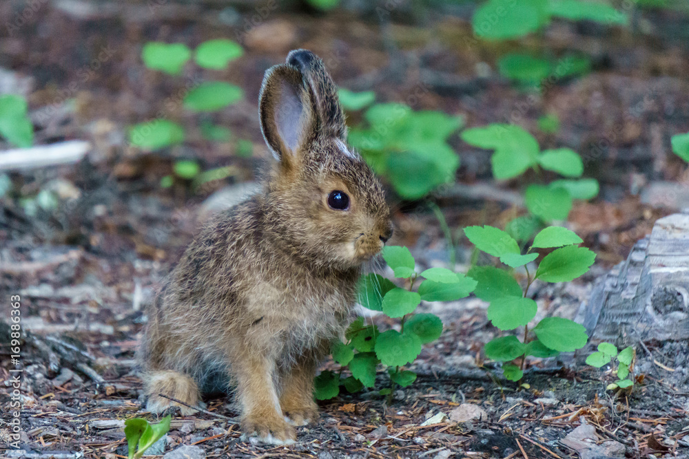 Obraz premium baby brown hare or bunny on forest floor.