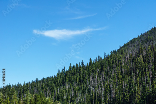 Blue and green background of forest and sky with white cloud.