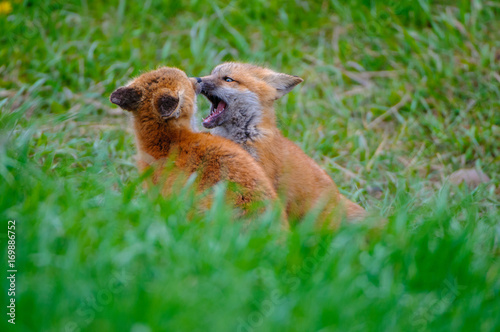 Volpe Volpi volpacchiotti piccoli cuccioli che si inseguono e giocano photo