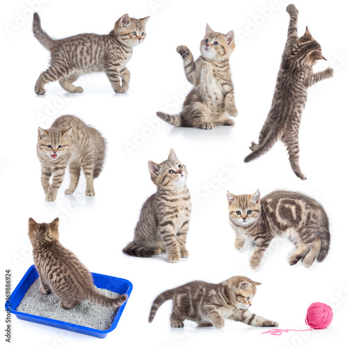 Various funny cats set isolated