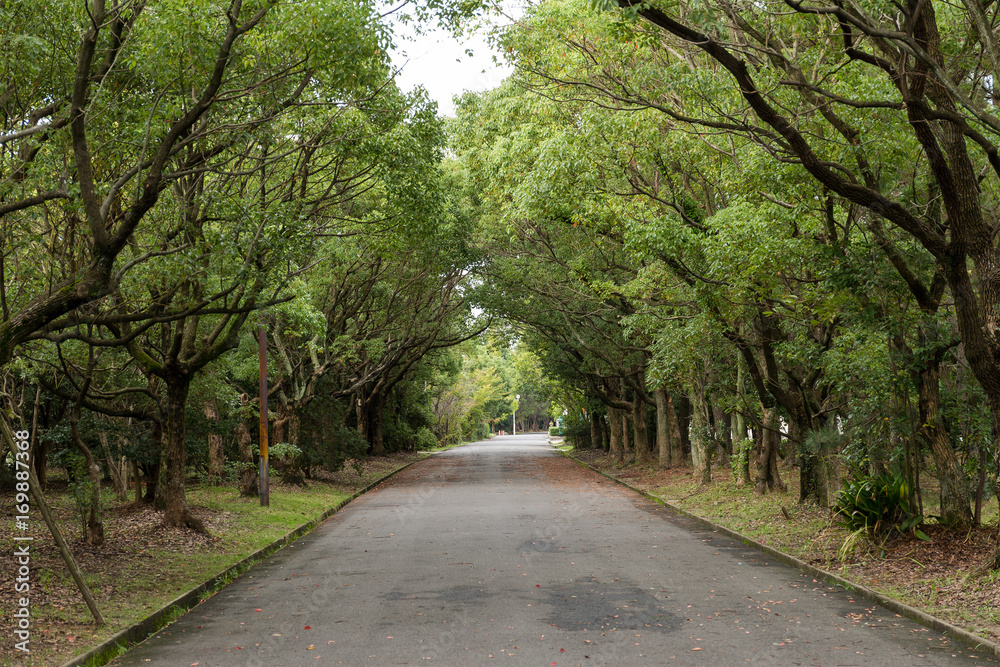 Obraz premium Zielony park