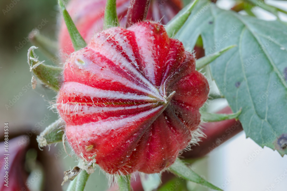 Obraz premium Hibiscus sabdariffa