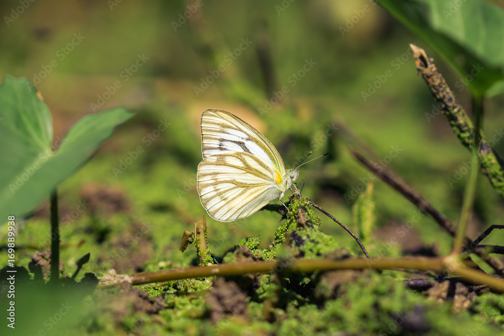 Beautiful butterfly

