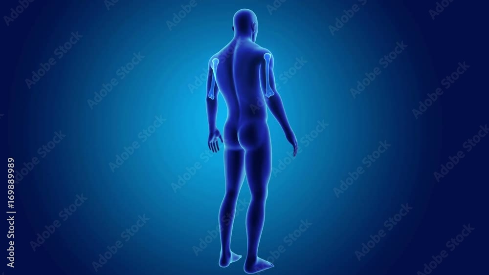 Humerus with body Humerus with body
