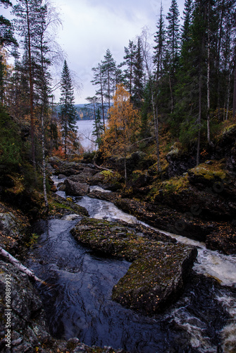 Fototapeta Naklejka Na Ścianę i Meble -  Foreste panorami in Scandinavia paesi del nord, Svezia, Norvegia, Finlandia