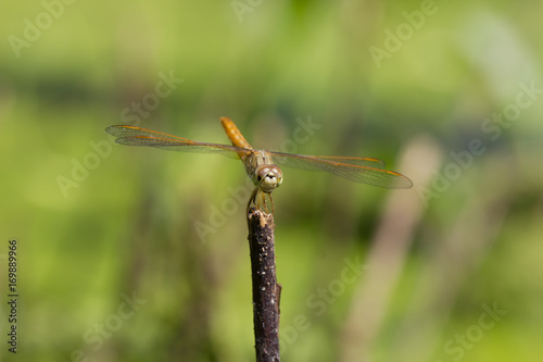Dragonflies     © background photo