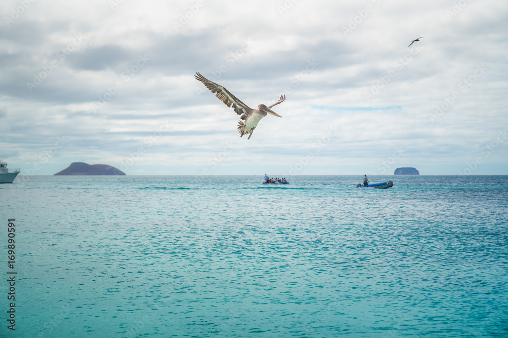 Download wallpaper 3840x2160 seagull, bird, close up, seabird 4k wallpaper,  uhd wallpaper, 16:9 widescreen 3840x2160 hd background, 5700