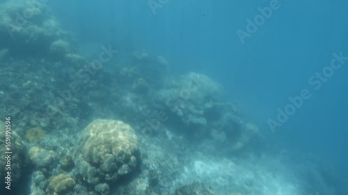 Wallpaper Mural A birds eye view shot of coral reefs on sea bed. Camera tilts up. Torontodigital.ca
