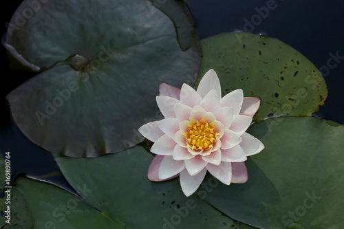 Fototapeta Naklejka Na Ścianę i Meble -  Water lily and leaves in the water pond. Water lily blossom on water surface.