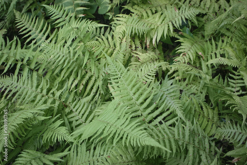 Ferns in the woods