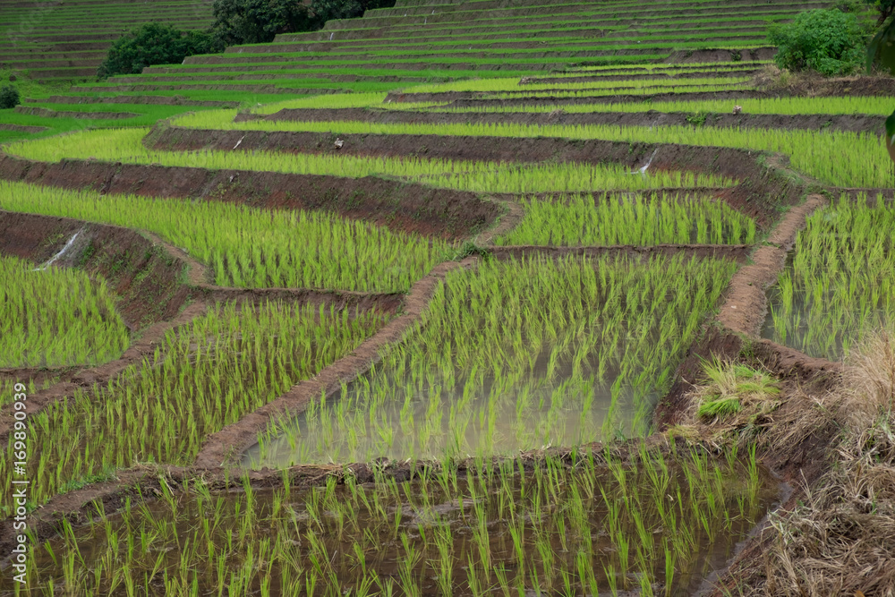 Stepped rice terrace at BAAN BONG PEANG, Maecham, Chiangmai, Thailand Stepped rice terrace at BAAN BONG PEANG, Maecham, Chiangmai, Thailand