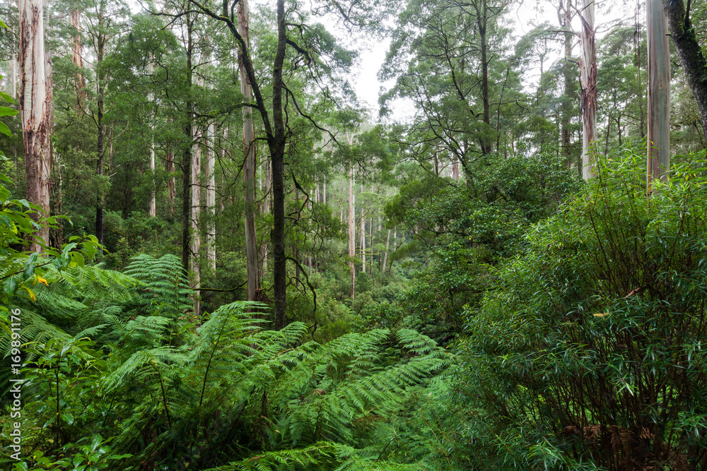 Otway National Park Otway National Park
