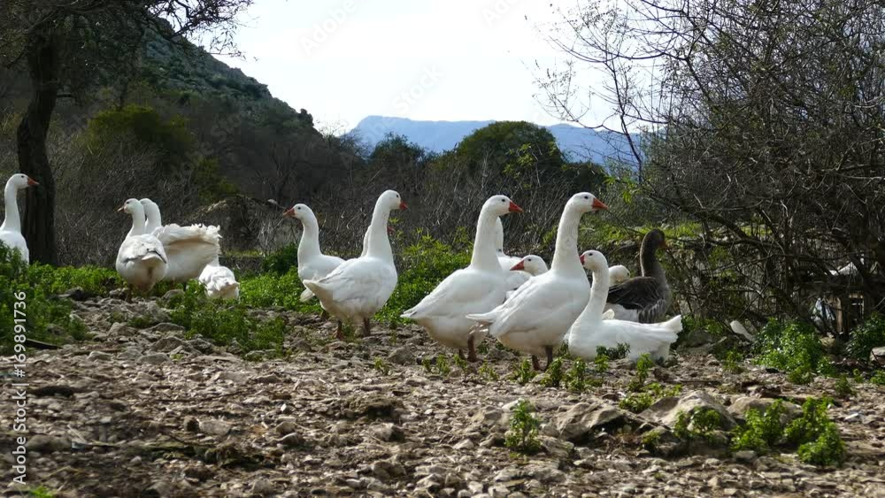 Group of geese in the village Palia plagia Greece Group of geese in the village Palia plagia Greece