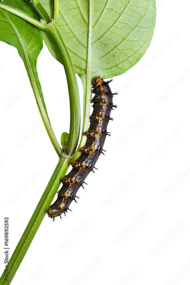 Blue pansy (Junonia orithya) caterpillar