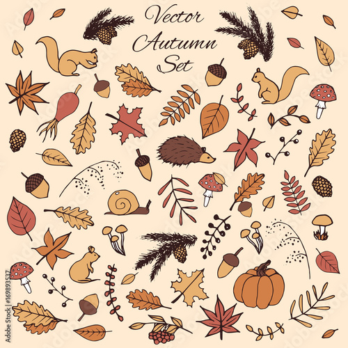 Colorful hand drawn set of vector autumn elements. Includes foliage, rowan berries, acorns, mushrooms, oak and maple leaves, rosehips, squirrels, pine cones and branches, a mouse and a hedgehog. © Anastasia