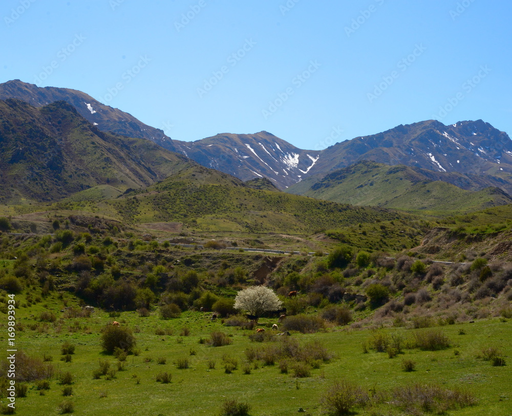 Fruit tree blossom with cattle around in the mountains