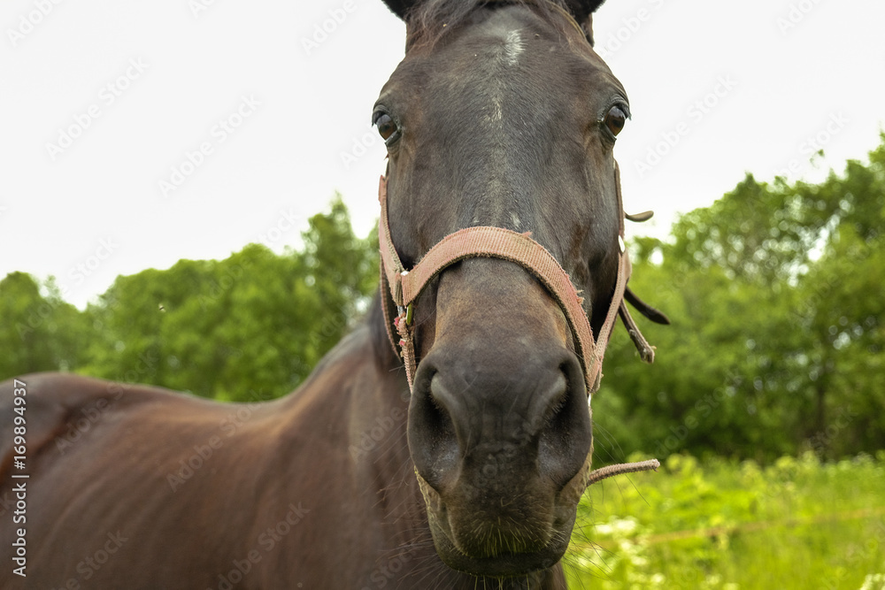 Naklejka premium graceful black horse in the field