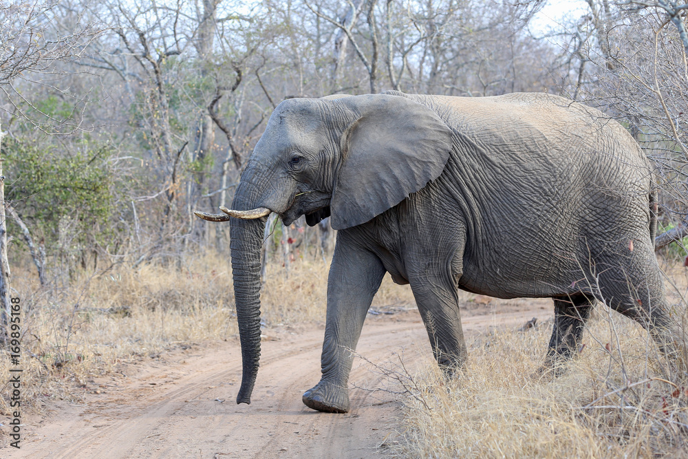Fototapeta premium Elephant