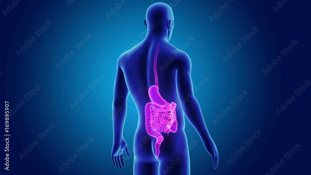 Stomach and Intestine with Body