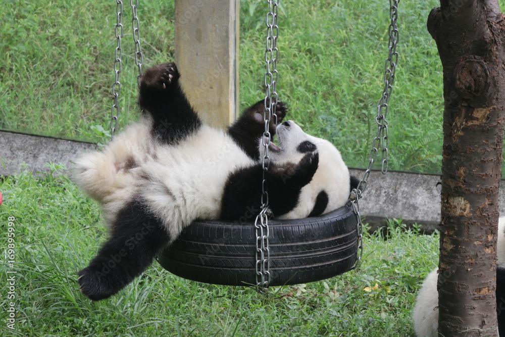 Fototapeta premium Cute fluffy panda cub is playing tire swing in Chongqing, China