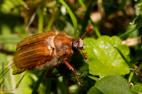Common Cockchafer (Melolontha melolontha)