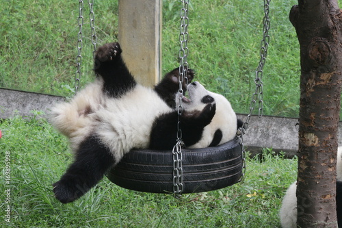 Fototapeta Naklejka Na Ścianę i Meble -  Cute fluffy panda cub is playing tire swing in Chongqing, China