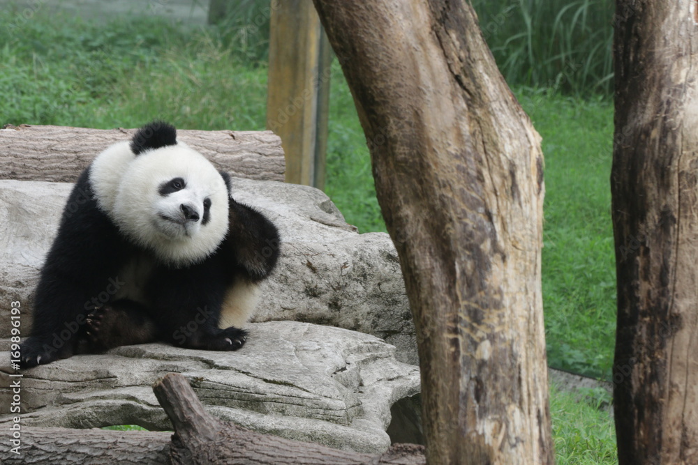 Cute fluffy panda cub is playing tire swing in Chongqing, China