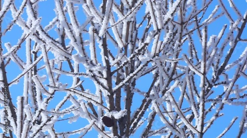 dry branches pine cones tree, winter nature snow background