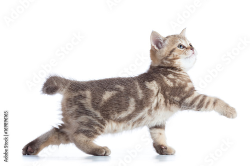 scottish cat kitten walking isolated on white background