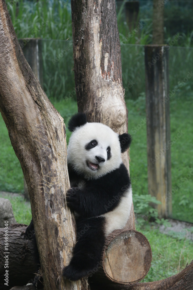 Fototapeta premium Cute fluffy panda cub in Chongqing, China
