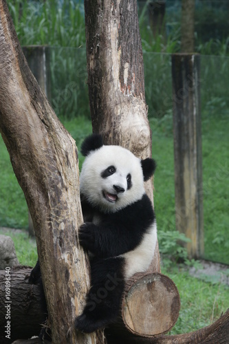 Fototapeta Naklejka Na Ścianę i Meble -  Cute fluffy panda cub in Chongqing, China