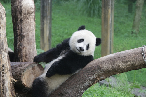 Cute fluffy panda cub in Chongqing  China