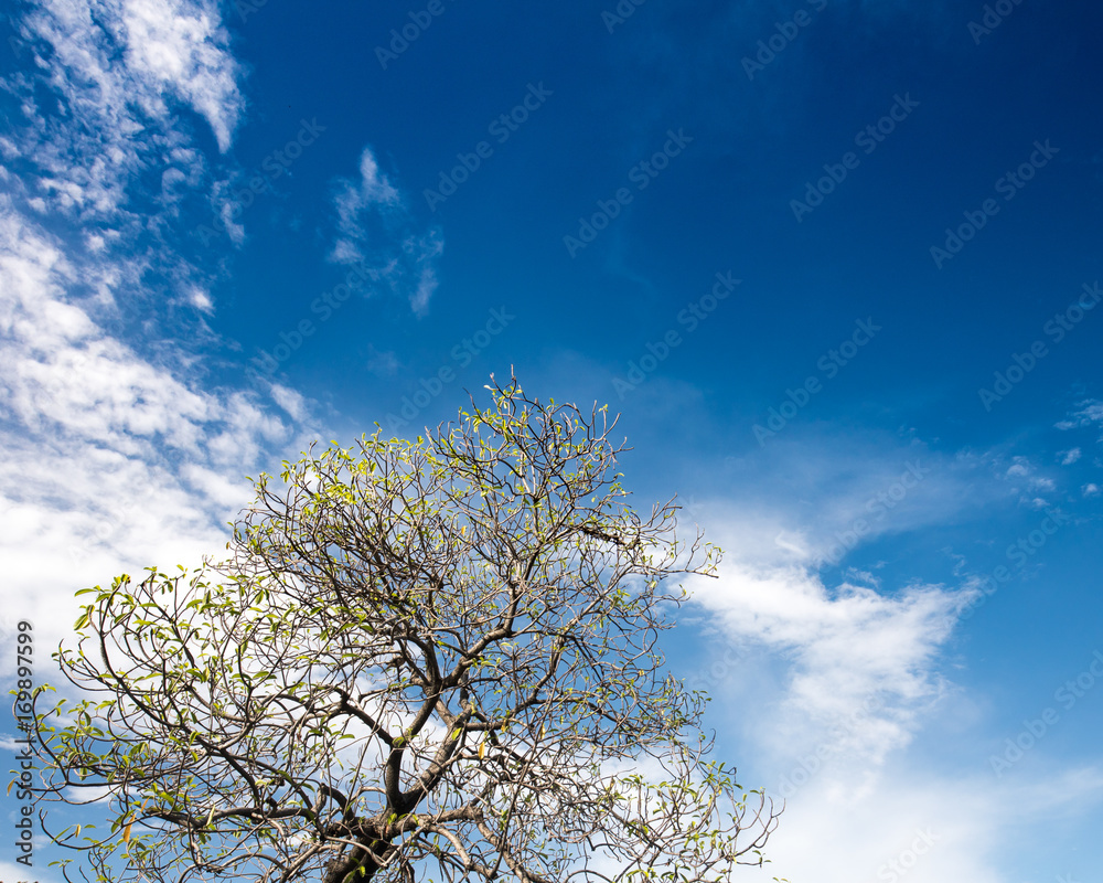blue sky trees summer green landscape field background sunny grass nature blue sky trees summer green landscape field background sunny grass nature