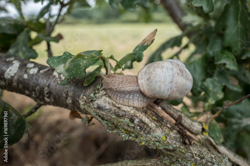escargot sur une branche
