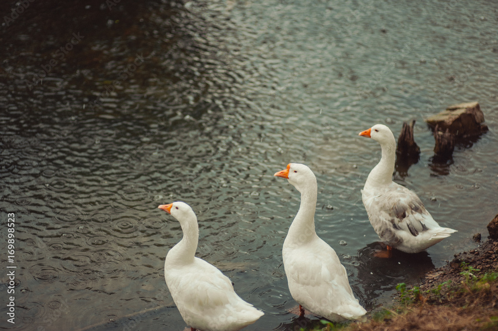 Obraz premium Three Beautiful White gooses in a lake cleaning the feathers