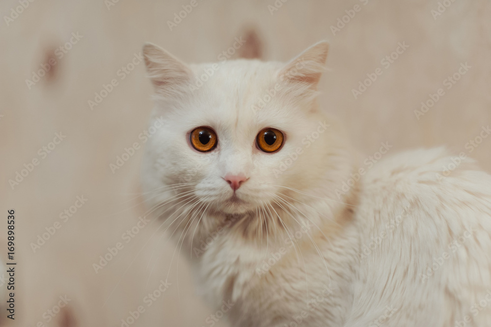 Beautiful white cat with long hair and orange eyes