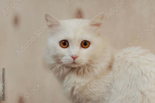 Beautiful white cat with long hair and orange eyes