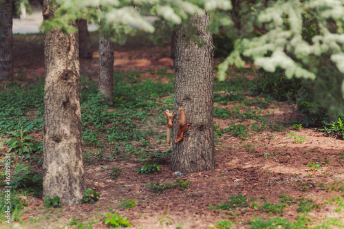 Little red squirrel running in the park