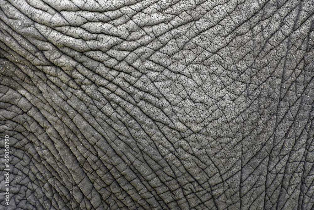 Naklejka premium Tekstura skóry starego słonia
