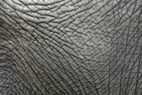 The skin texture of an old elephant