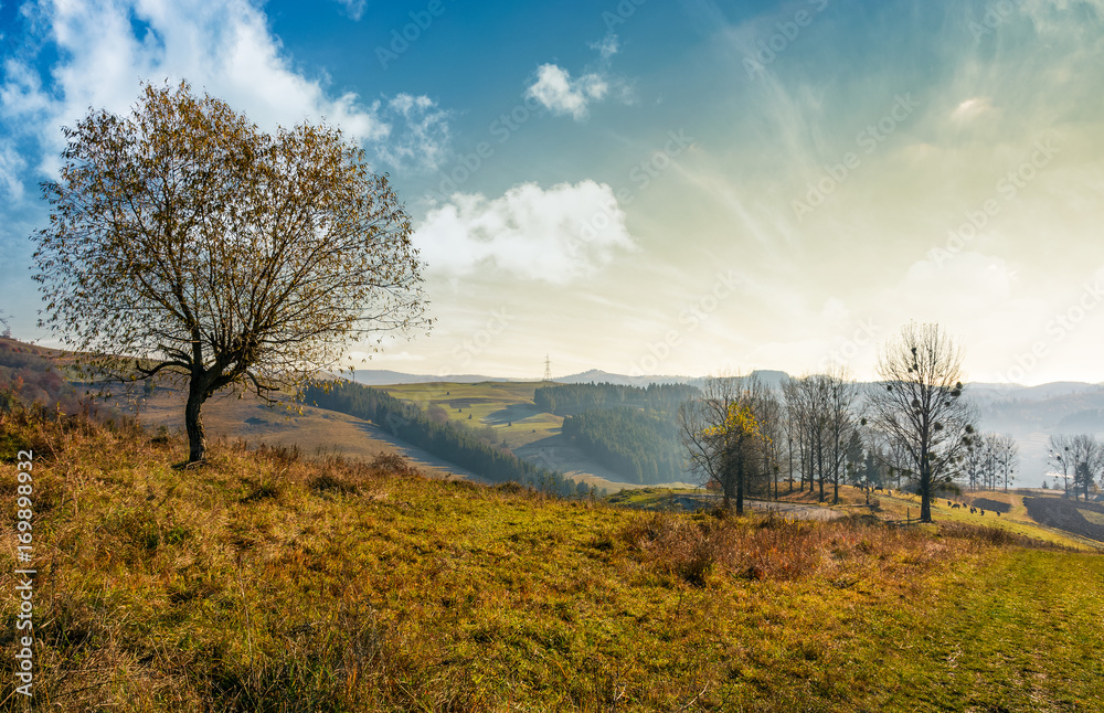 trees on hillside on beautiful autumn morning