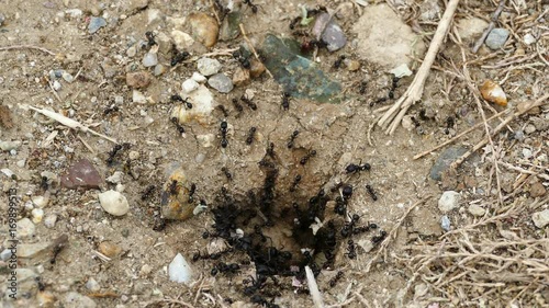 Ants colony in Ethniko Ygrotopiko Parko Delta Evrou Greece photo