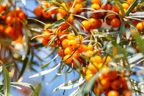 Ripe sea buckthorn berries on a branch photo