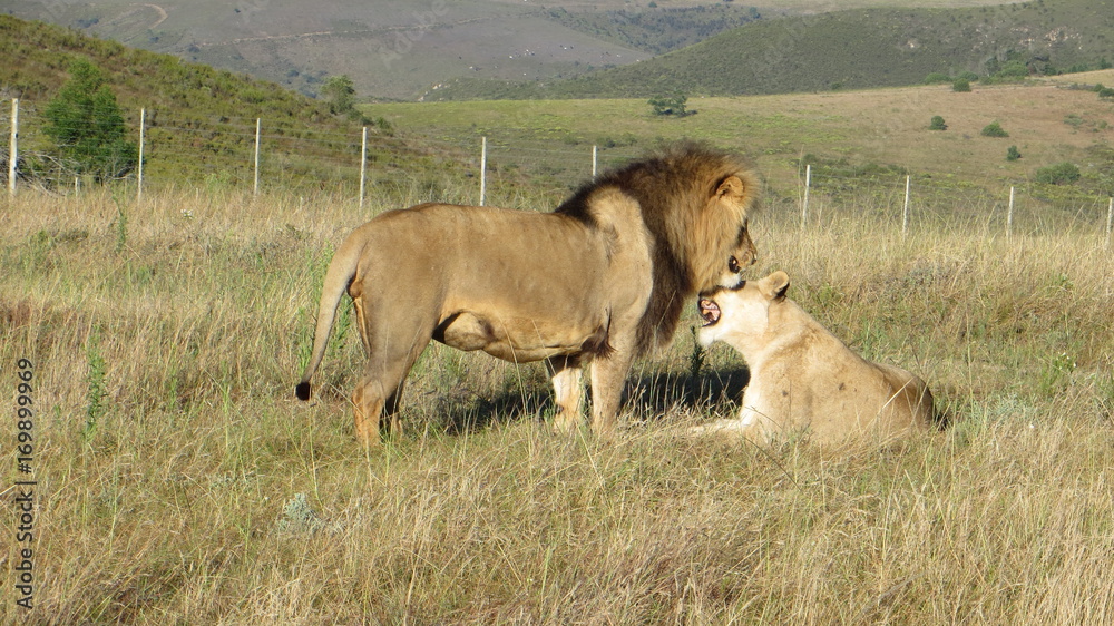 Lions in Love, cuddling in the morning sun Lions in Love, cuddling in the morning sun