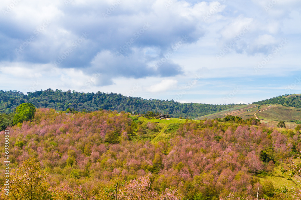 Cherry blossoms are blooming on the mountain in Phu Lom Lo, Phitsanulok Province, Thailand.