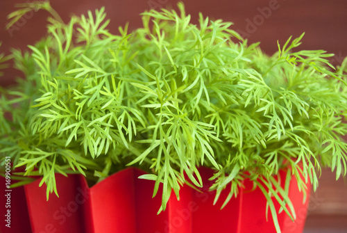 Growing fresh dills in a pot