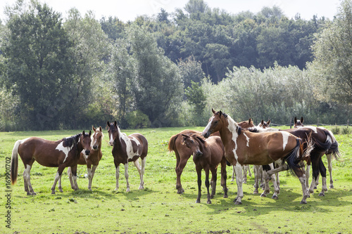 closeup of brown spotted horses in dutch meadow in holland