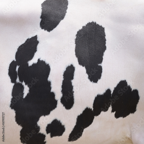 black spots on white hide of domestic cow in holland © ahavelaar