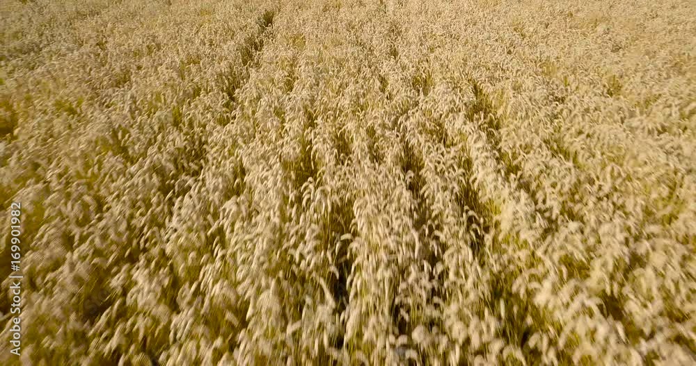 Aerial panning over a ripe wheatfield with the camera slowly moving up to reveal the whole field Aerial panning over a ripe wheatfield with the camera slowly moving up to reveal the whole field